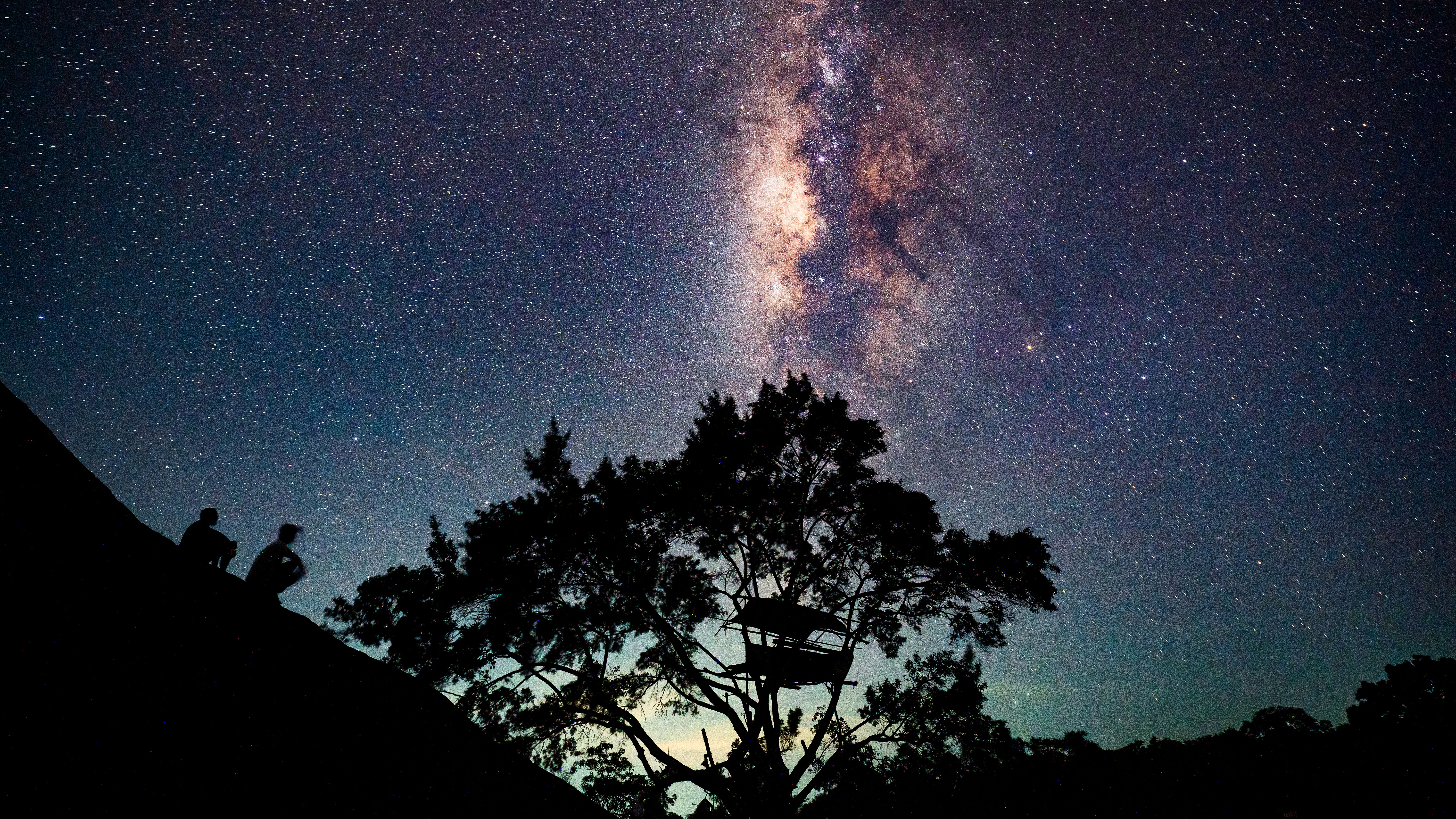 A silhouetted tree is shown at night with the glowing band of the Milky Way streaking vertically through a starry sky above. 