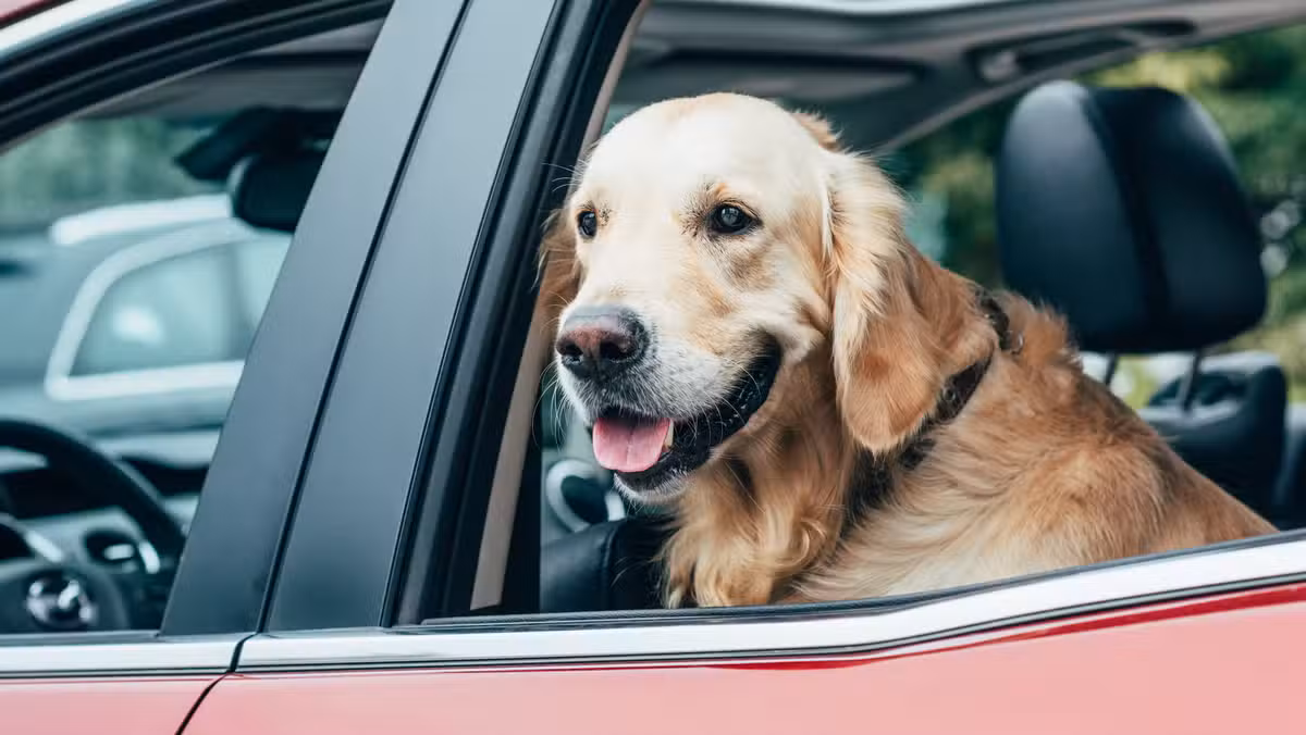 While dogs enjoy the sensation, letting them hang out of windows creates real safety risks